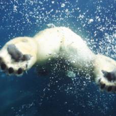 Полярная медведица совершила рекордный 9-дневный заплыв