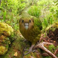 Конкурс фотографии самых редких птиц в мире