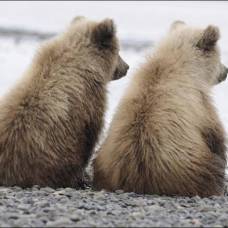 Два забавных медвежонка