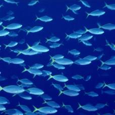 Обнаружена способность рыб считать сотнями