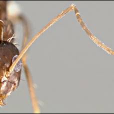 Безумные муравьи захватили мир благодаря кровосмешению