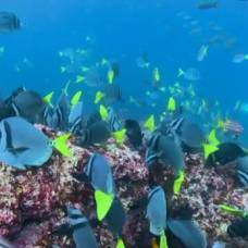 Подводный мир галапагосских островов