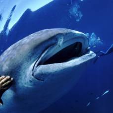 Китовые акулы оказались длиннее, чем считалось