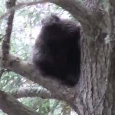 Неизвестный примат обнаружен в лесу штата мен