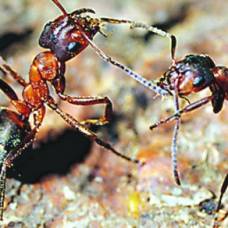 Большой тонкоголовый муравей (formica exsecta) - насекомое года