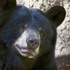 Сон барибалов — чёрных медведей (ursus americanus), вовсе не классическая зимняя спячка