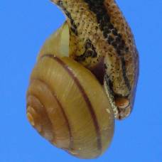 Чудо-Раковина спасает моллюсков от нападения змей