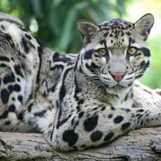 Открыт новый подвид сунданского дымчатого леопарда (neofelis diardi)