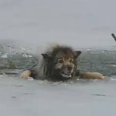 Спасение собаки из замерзшего водоема