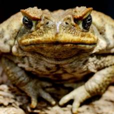 Распространение жаб ага могут сдержать заборы