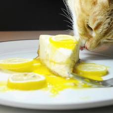 Домашние кошки показали, как правильно их кормить