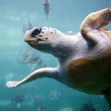 Морские черепахи чувствуют силу и направление магнитного поля земли