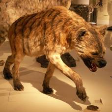 Впервые проанализированы привычки древних гигантских гиен
