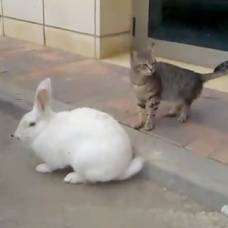 Любовная парочка: кот и кролик