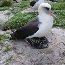 Самка темноспинного альбатроса в шестьдесят опять стала мамой