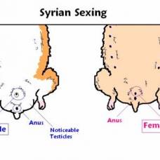 Как определить пол у хомячка