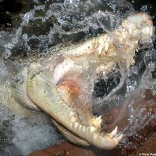 Австралийский рыбак спасся от напавшего крокодила