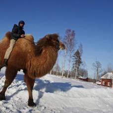 В снежной норвегии  сомалиец пасет верблюдов
