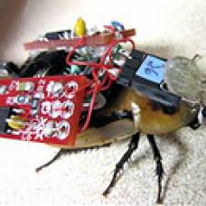 Представлен прототип таракана-киборга