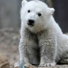В берлинском зоопарке умер знаменитый медведь кнут