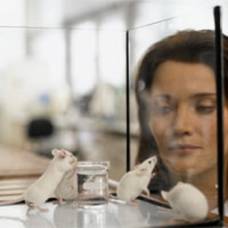 Японские ученые оживили умершую мышь