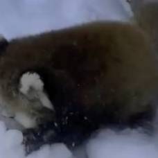Малая панда  и снег