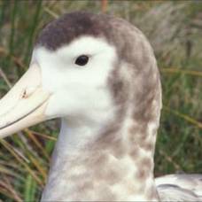 Самым редким из всех видов альбатросов признан амстердамский альбатрос