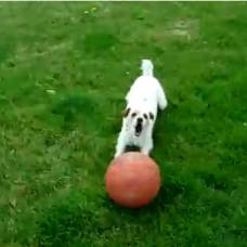 Собака балансирует баскетбольным мячом