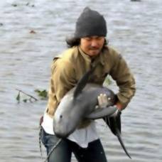 Спасение дельфинёнка на рисовом поле в японии