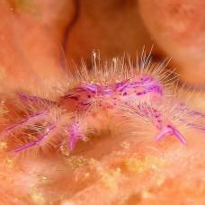 Розовый приседающий омар (лат. lauriea siagiani)
