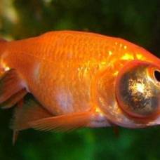 Золотые рыбки (carassius auratus)