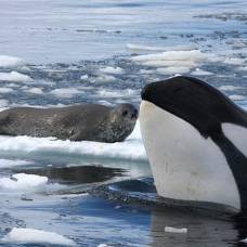 Косатки охотятся на тюленей с помощью 'волн-убийц'