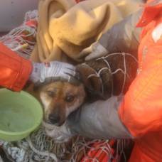 В японии спасли пса дрейфовавшего на доме 3 недели