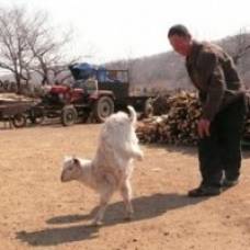 В китае коза научилась ходить на передних ногах
