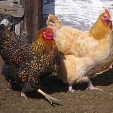 Американские ученые предлагают использовать куриные перья для изготовления пластмассы