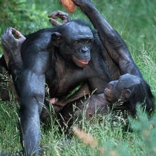 Почему шимпанзе-бонобо занимается любовью, а шимпанзе обыкновенный воюет