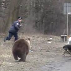 Бурый медведь напугал жителей луцка