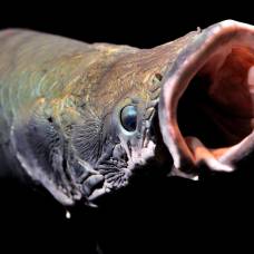 Арапайма (arapaima gigas) - одна из самых крупных пресноводных рыб