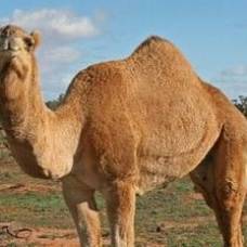 В арабских эмиратах провели конкурс красоты среди верблюдов