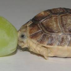 В английском зоопарке поселилась черепаха размером с виноградину