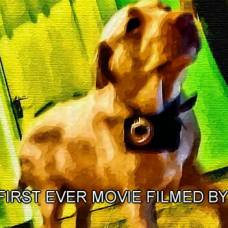 Мир глазами собак: первый фильм снятый собаками