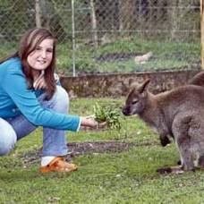 Жителя зальцбурга удивило внезапное появления на дороге четырёх кенгуру