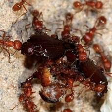 Общение муравьёв в колонии организовано по принципу социальной сети