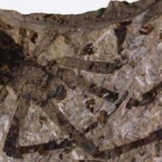 Палеонтологи выкопали самого крупного древнего паука
