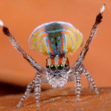 Брачный танец паука-павлина (maratus volans)