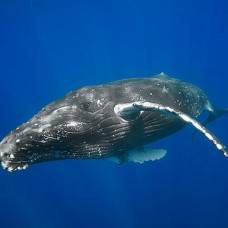 Горбатые киты проплывают тысячи километров буквально по прямой линии