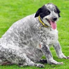 Кэсси, семилетняя бордер-колли, самая толстая собака великобритании