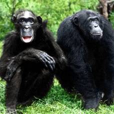 Шимпанзе умеют поддерживать выгодные для них социальные отношения