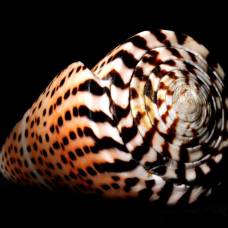 Конусы (лат. conidae) - хищные брюхоногие моллюски