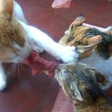 Как три кота мясо делили